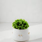 Terra Brass Pot