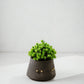 Terra Brass Pot